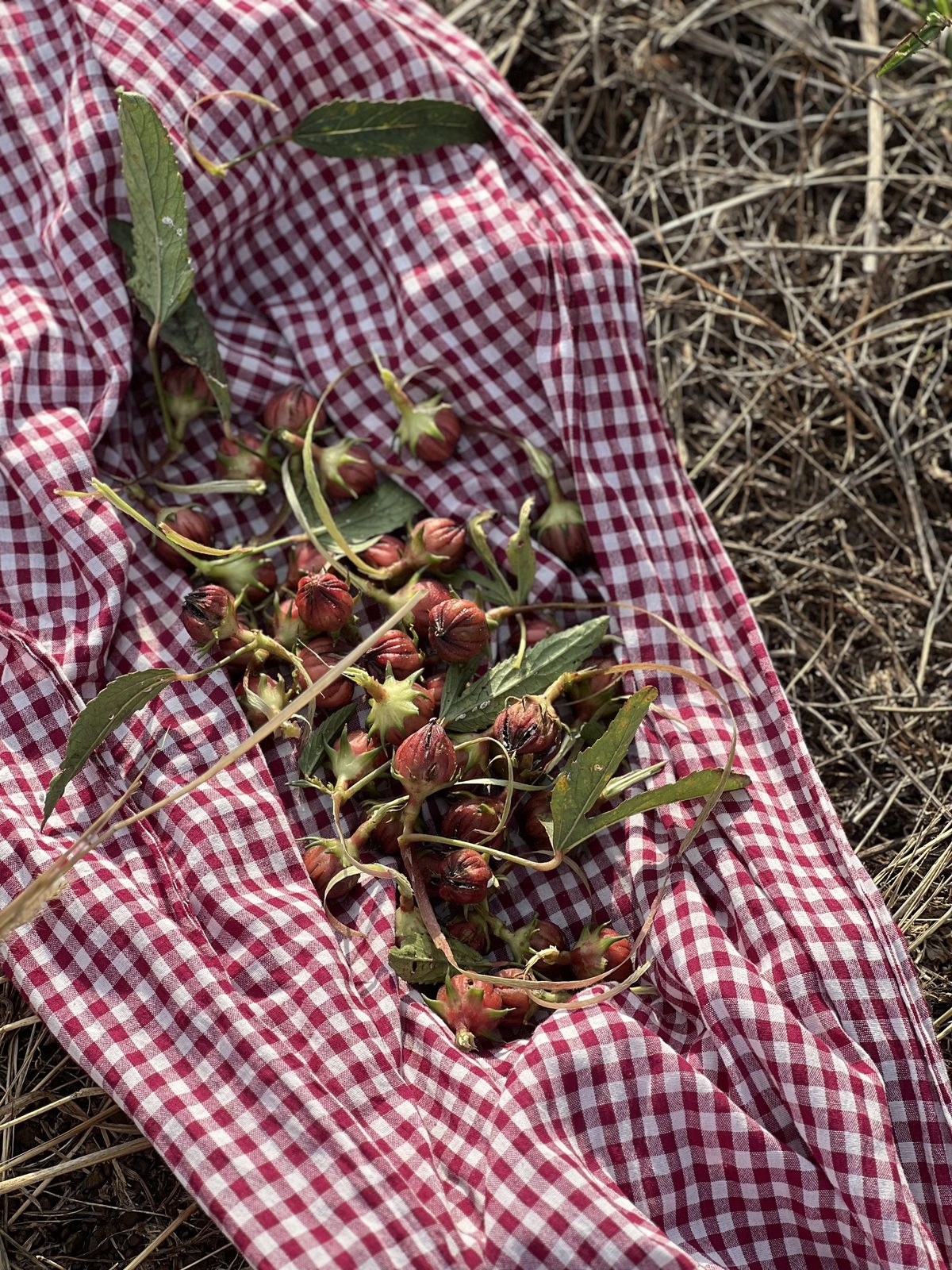 Roselle harvest